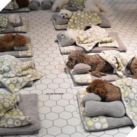 Thú cưng Hàn Quốc được đi học mẫu giáo: Ngày 6 tiết, có sổ liên lạc và kiểm tra bài cũ 4