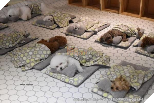 Thú cưng Hàn Quốc được đi học mẫu giáo: Ngày 6 tiết, có sổ liên lạc và kiểm tra bài cũ 5