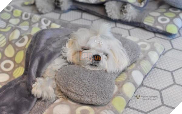 Thú cưng Hàn Quốc được đi học mẫu giáo: Ngày 6 tiết, có sổ liên lạc và kiểm tra bài cũ 6