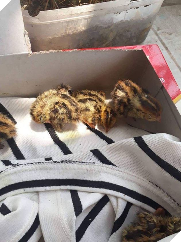 Mua trứng lộn về ăn, nữ sinh bất ngờ trở thành 'sen' của 1 đàn 'boss' siêu quậy