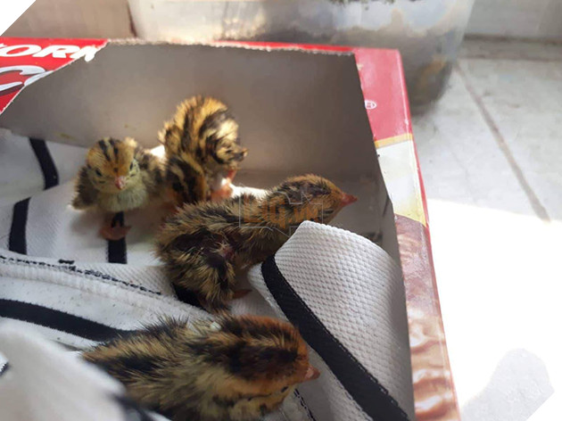 Mua trứng lộn về ăn, nữ sinh bất ngờ trở thành 'sen' của 1 đàn 'boss' siêu quậy