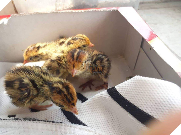 Mua trứng lộn về ăn, nữ sinh bất ngờ trở thành 'sen' của 1 đàn 'boss' siêu quậy