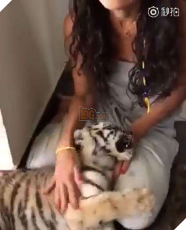 Hổ con bị mèo đanh đá đánh đuổi liền chạy đến bên cô chủ làm nũng 5