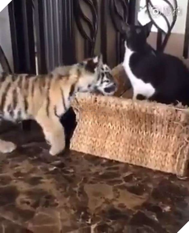 Hổ con bị mèo đanh đá đánh đuổi liền chạy đến bên cô chủ làm nũng 3