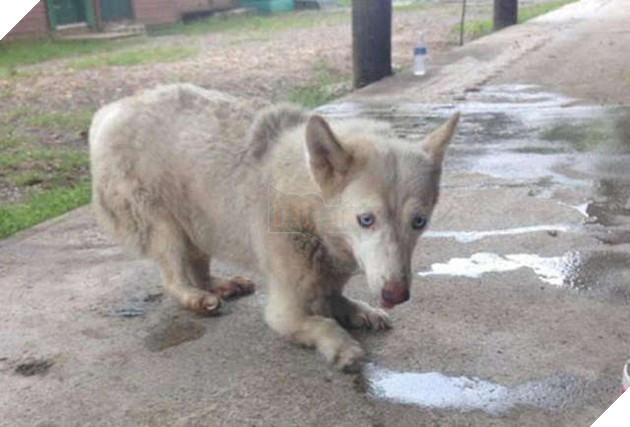 husky rescue