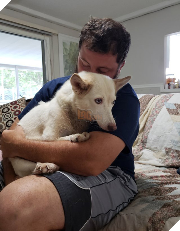 husky rescue