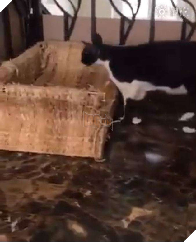 Hổ con bị mèo đanh đá đánh đuổi liền chạy đến bên cô chủ làm nũng 2