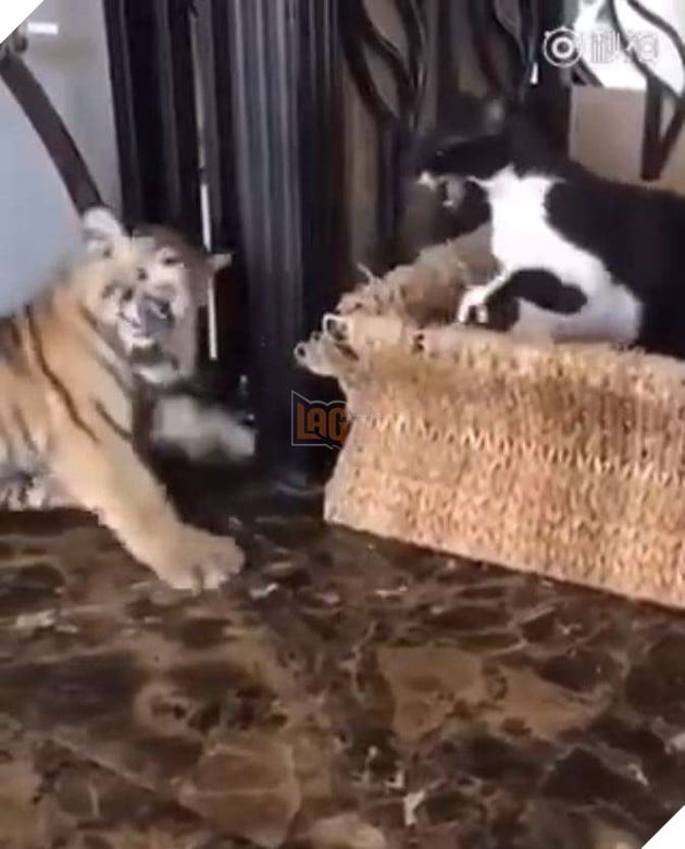 Hổ con bị mèo đanh đá đánh đuổi liền chạy đến bên cô chủ làm nũng 4