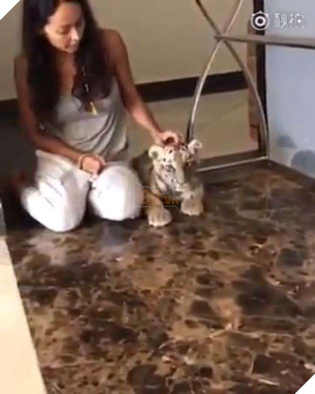 Hổ con bị mèo đanh đá đánh đuổi liền chạy đến bên cô chủ làm nũng