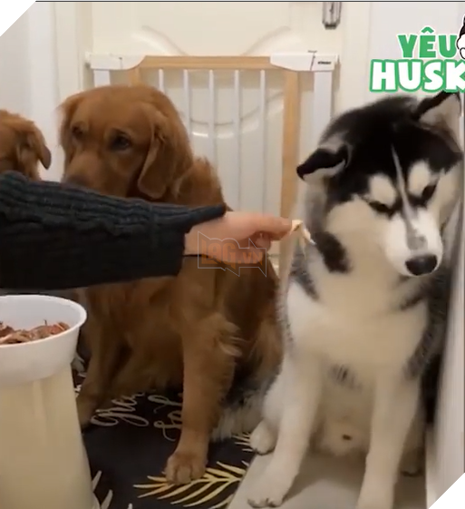 
Ứ chịu! Em không ăn thịt đâu...