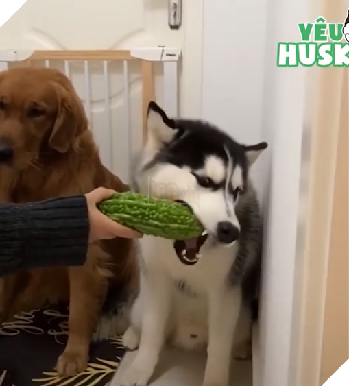 
Em chỉ ăn mướp đắng thôi, cái món gì mà ngon khó cưỡng.