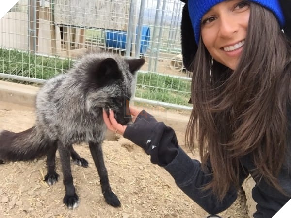 
Kona đang sống rất khỏe mạnh và hạnh phúc bên gia đình của nó. Nó là một cô cáo rất may mắn và hạnh phúc khi được chăm sóc bởi những người chủ có tình yêu thương vô bờ bến với động vật.