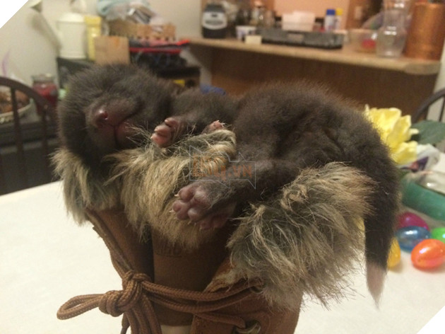 
Còn những lúc bận công việc, họ phải cho nó nằm trên đệm có sưởi ấm hầu như mọi lúc.