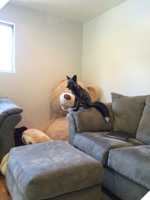 
Tất nhiên vì sống trong cùng một nhà với nhiều người khác nên Kona phải học cách tuân theo những nguyên tắc nhất định, đặc biệt là không được leo lên đồ đạc.