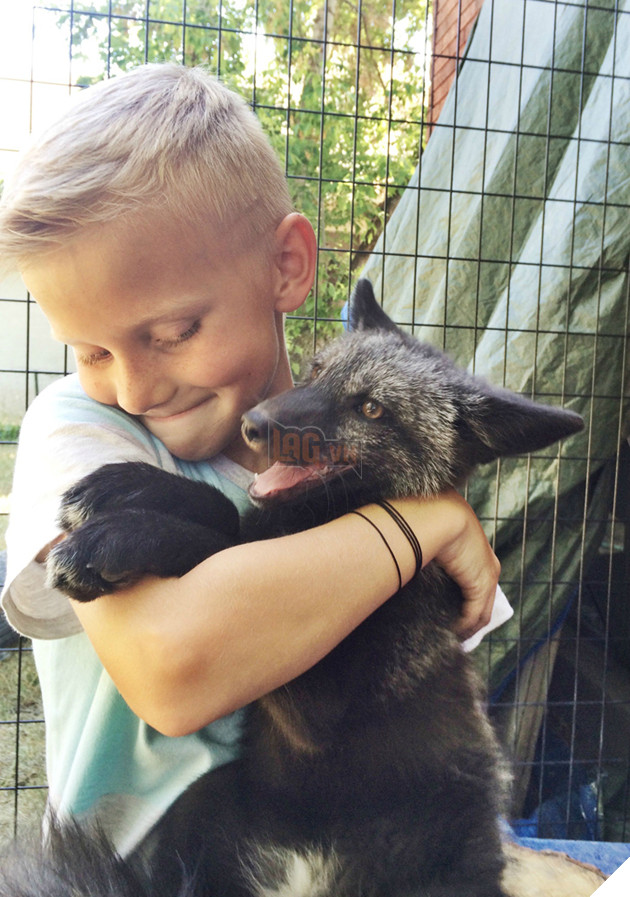 
Vì quá quậy phá và nghịch ngợm nên những người chủ phải xây hàng rào bao quanh khu vườn của mình, đề phòng cô cáo này bỏ đi chơi và không biết đường về nhà.