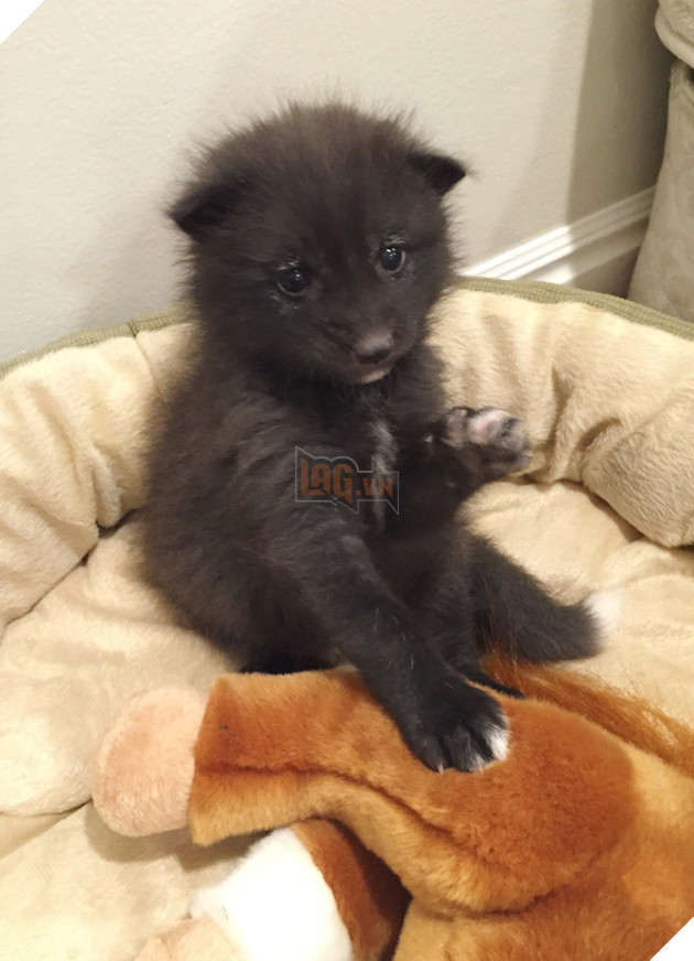 
Lúc chưa đầy 1 tuần tuổi, Kona và 4 chị em khác của mình được một trung tâm giải cứu động vật tìm thấy và đem về chăm sóc.