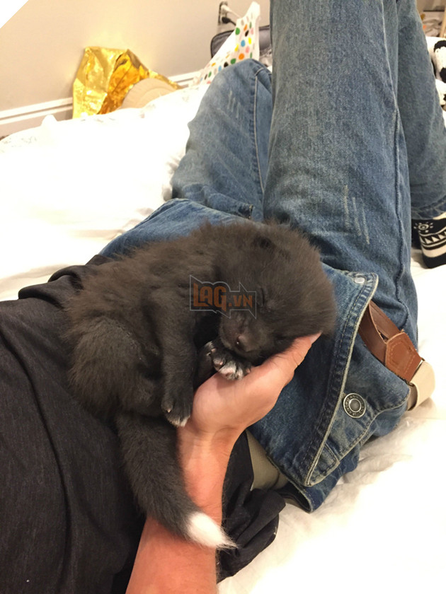 
Vì lúc đó Kona còn rất nhỏ, thậm chí còn chưa mở mắt, nên ai cũng tưởng nó là một con chó con dù đôi khi họ cũng hơi hoang mang không chắc lắm về điều đó.