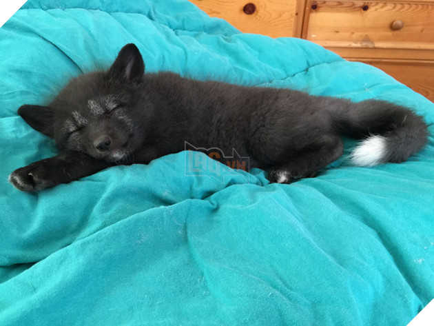 
Bởi vì đã sinh sống với con người quá lâu, Kona không thể được thả về tự nhiên vì nó sẽ chết do không thể tự sinh tồn.