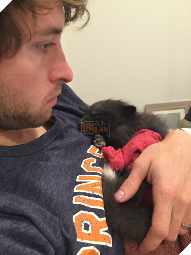 
Vì sinh sống trong môi trường của con người nên Kona còn rất dễ mắc bệnh và rất khó làm ấm người cho nó nên chủ của nó phải ủ ấm nó trong người mình.