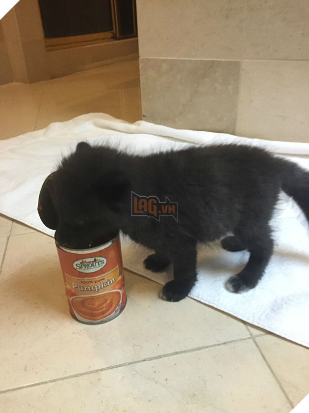 
Vì còn rất nhỏ, nó chưa biết tự đi vệ sinh nên những người chủ của nó phải tập cho nó đi bằng cách dùng khăn ướt lau phần dưới cho nó, giống như cách những con chó mẹ thường liếm cho chó con vậy.