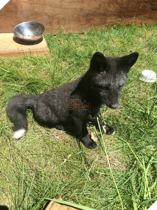 
Đó cũng là lúc những đặc điểm của chó dần mất đi, Kona hiện nguyên hình là một con cáo.