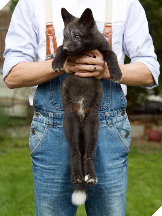 
Kona lớn lên trong tình yêu thương và chiều chuộng của hai người chủ, quấn lấy họ không rời nửa bước vì đã quen hơi người.