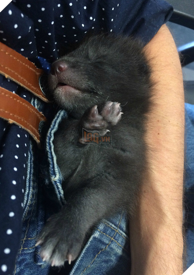 
Thế là họ phải thay phiên nhau ôm ấp và ru cho cô chó ngủ mỗi ngày.