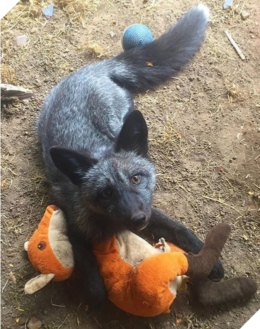 
Nhưng hầu hết thời gian, Kona chỉ thích chơi với đồ chơi của nó, hoặc chui vào lòng chủ nũng nịu.