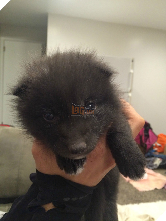 
Cô nhóc đáng yêu này có tên là Kona, không may mất mẹ từ khi còn rất nhỏ.