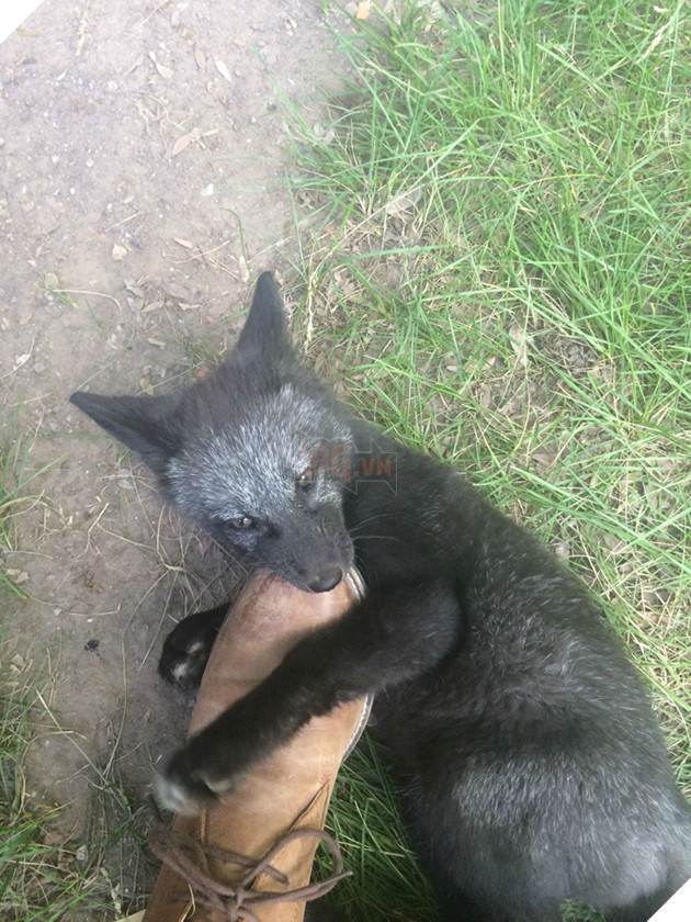 
Nó là một con cáo thuộc giống cáo đỏ, sinh sống nhiều ở Bắc Mỹ, nhưng nó sở hữu bộ lông màu đen xen lẫn những sợi bạc.