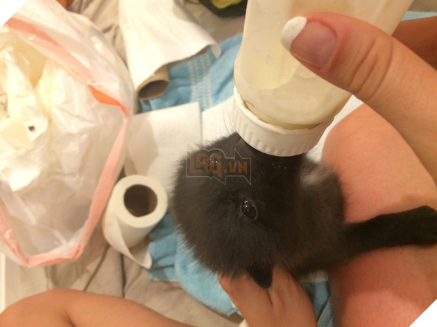 
Việc chăm sóc cho chú cún con này hóa ra khá vất vả. Trong tháng đầu tiên, nó cần được cho bú sữa 2 giờ một lần, cả ngày lẫn đêm.