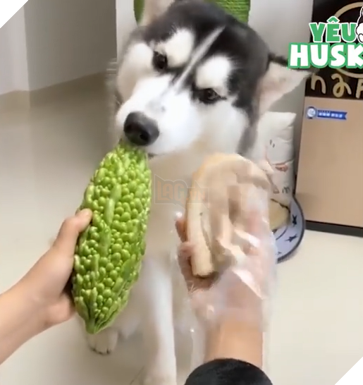 
Nếu cho em chọn giữa thịt và mướp đắng thì nhất định em sẽ chọn mướp đắng! Mướp đắng muôn năm!