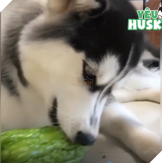 
Bé cố gắng chăm ngoan để được thưởng mướp đắng ăn vặt.