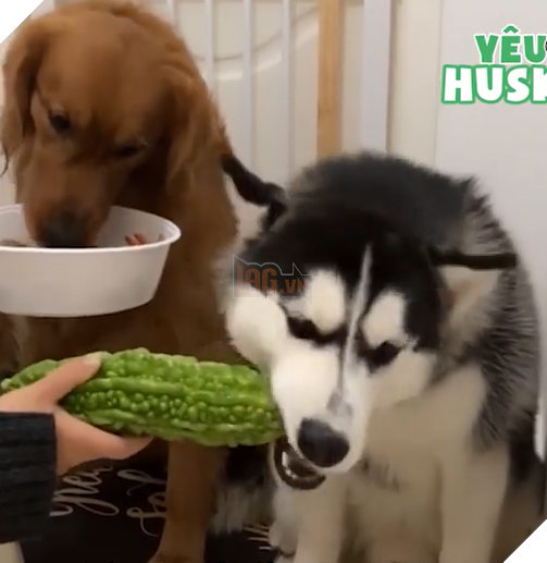 
Trong khi những người anh em ăn sơn hào hải vị thì Ngáo vẫn chỉ trung thành với món khoái khẩu của mình - mướp đắng.