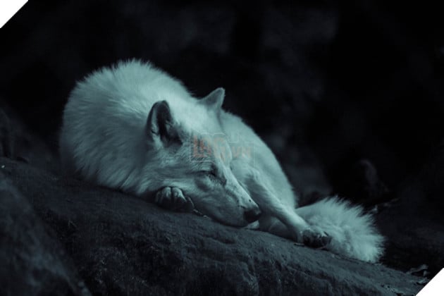 Chó Địa Ngục là gì và tại sao chúng lại đáng sợ đến như thế? 5