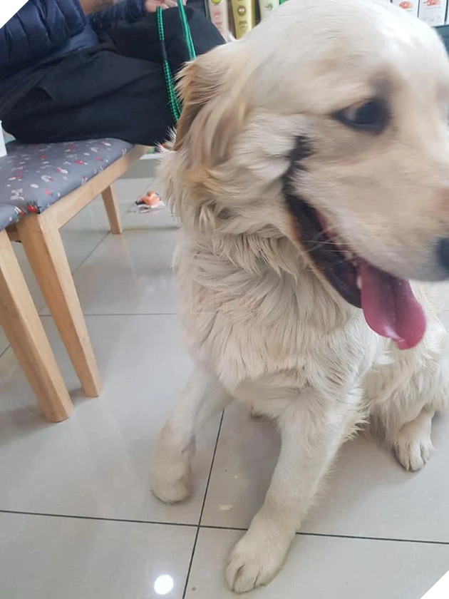 Cô chó bị đánh gãy chân và rạch mõm như Joker khiến CĐM phẫn nộ