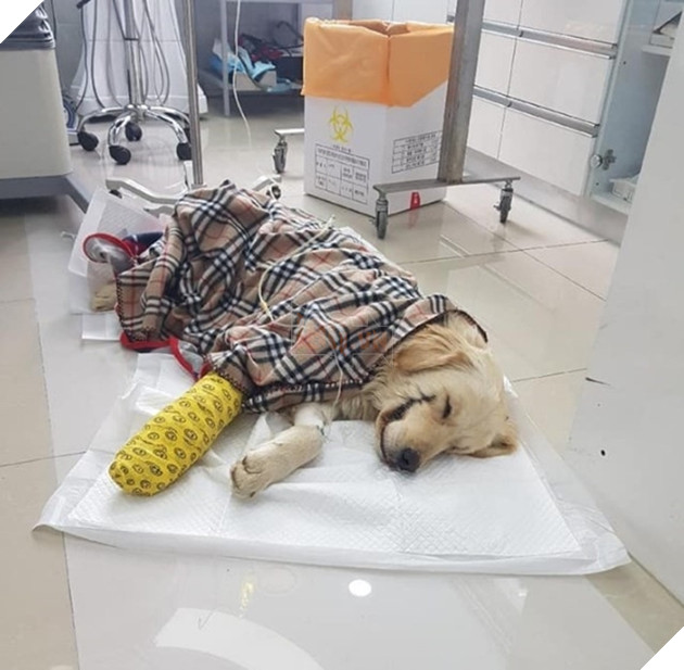 
Nó không thể đi lại hay ăn uống gì được.