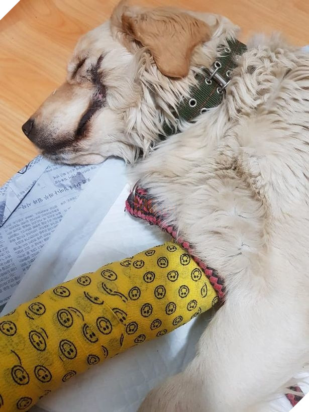 
Không những thế mõm của nó còn bị rạch lên đến tận mắt.