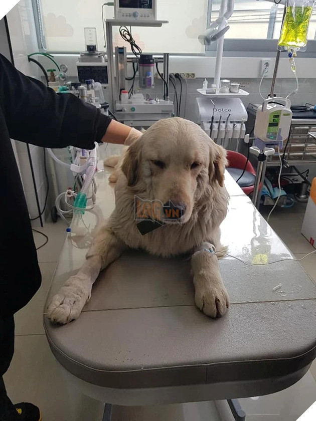 
Bobby đang được điều trị và chăm sóc.