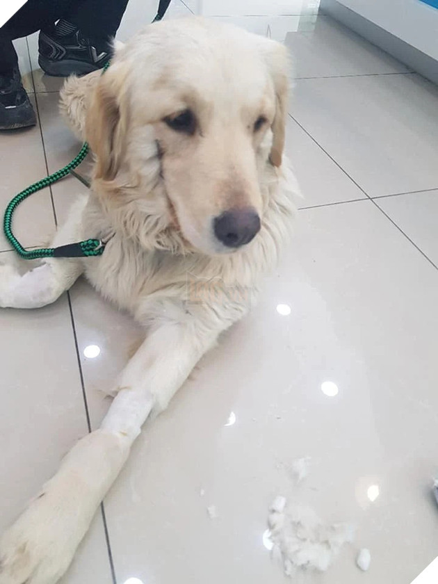 Cô chó bị đánh gãy chân và rạch mõm như Joker khiến CĐM phẫn nộ