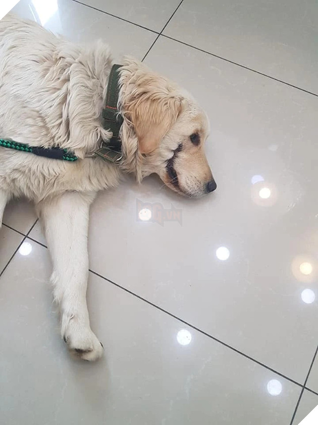 Cô chó bị đánh gãy chân và rạch mõm như Joker khiến CĐM phẫn nộ