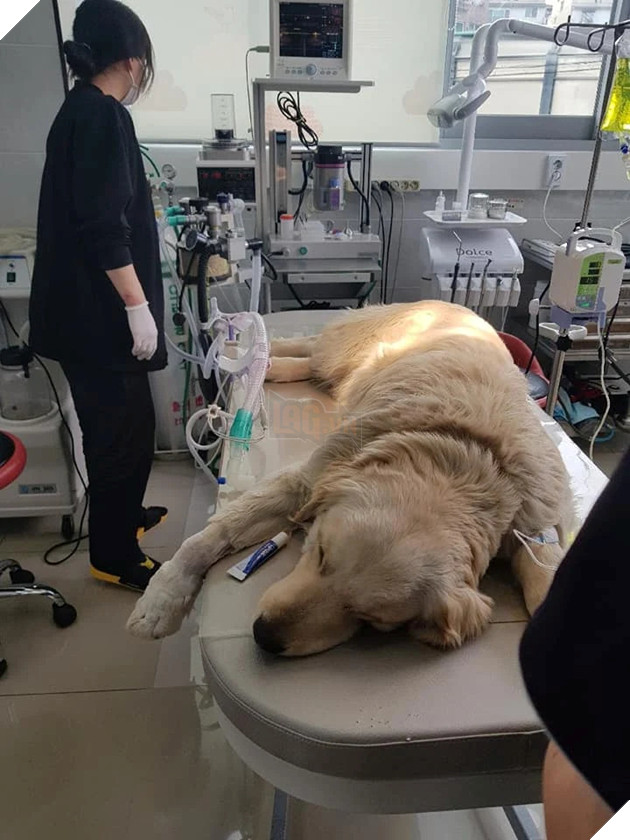 Cô chó bị đánh gãy chân và rạch mõm như Joker khiến CĐM phẫn nộ