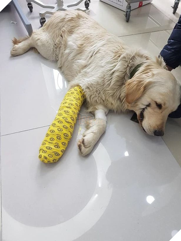 
Cô chó Bobby bị người ta đánh gãy chân.