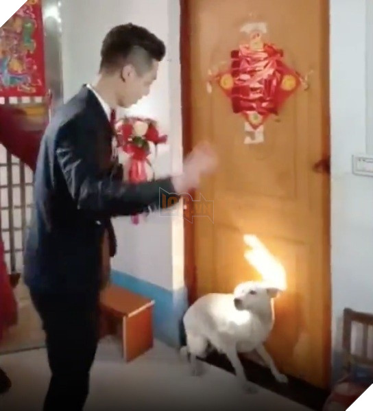 
Chú rể cũng phải bó tay với "anh bạn 4 chân" này và khó mà đón được cô dâu của mình ra ngoài 