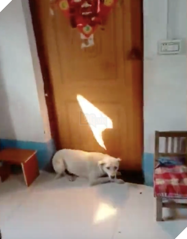 
Chú chó đáng yêu nằm lì trước cửa phòng cô dâu trong ngày cưới 