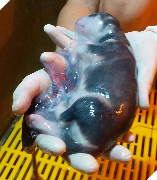 Khoảnh khắc boss đẻ bọc điều hiếm thấy gây sốt MXH: Tố chất ngáo đã có từ trong bọc