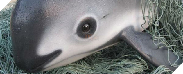 Loài cá heo cực hiếm này thực sự sắp tuyệt chủng, cả thế giới chỉ còn chưa đầy 10 con - Ảnh 2.