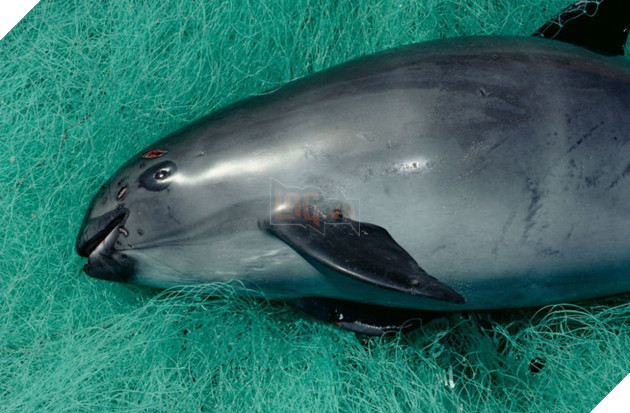 Loài cá heo cực hiếm này thực sự sắp tuyệt chủng, cả thế giới chỉ còn chưa đầy 10 con - Ảnh 1.