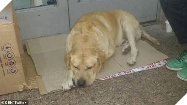 Chủ nhân đã qua đời hơn một tuần nhưng chú chó vẫn kiên quyết nằm đợi trước cửa bệnh viện