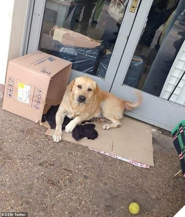 Chủ nhân đã qua đời hơn một tuần nhưng chú chó vẫn kiên quyết nằm đợi trước cửa bệnh viện